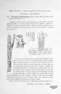 Ramularia vallisumbrosae image
